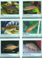 Ustonose Tanganyika Cyprichromis leptosoma