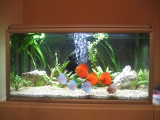 Diskusi discus fish tank