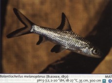 Sladkovodne akvarijske ribe  BALANTIOCHELIUS M