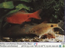 Sladkovodne akvarijske ribe  BARBUS CONCUNIUS