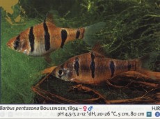 Sladkovodne akvarijske ribe  BARBUS PENTAZONA