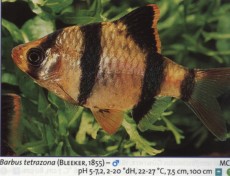 Sladkovodne akvarijske ribe  BARBUS TETRAZONA