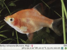 Sladkovodne akvarijske ribe  BARBUS TETRAZONA AL