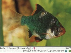 Sladkovodne akvarijske ribe  BARBUS TETRAZONA G