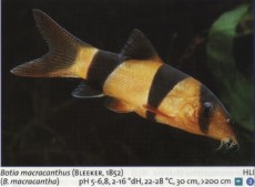 Sladkovodne akvarijske ribe  BOTIA MA