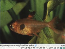 Sladkovodne akvarijske ribe  MEGALAMP SWEGLESI