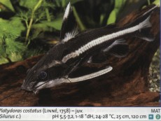 Sladkovodne akvarijske ribe  PLATYDORAS
