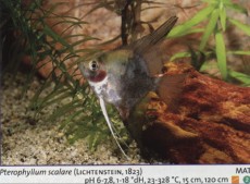 Sladkovodne akvarijske ribe  SKALAR1