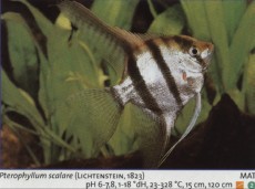 Sladkovodne akvarijske ribe  SKALAR ZEBRA