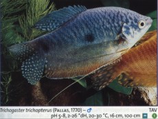 Sladkovodne akvarijske ribe  TRICHOGASTER MODER