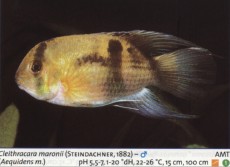 Sladkovodne akvarijske ribe  aequidens maronii