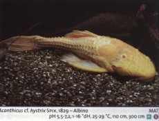 Sladkovodne akvarijske ribe  ancistrus gold