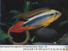 Sladkovodne akvarijske ribe  apist agasizi