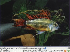 Sladkovodne akvarijske ribe  apist borelii