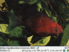 Sladkovodne akvarijske ribe  barbus nigro