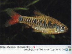 Sladkovodne akvarijske ribe  barbus oligolepis