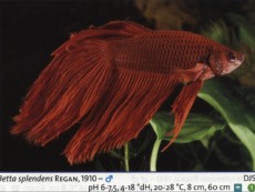 Sladkovodne akvarijske ribe  betta samec