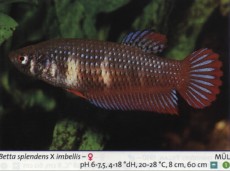 Sladkovodne akvarijske ribe  betta samica