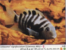 Sladkovodne akvarijske ribe  cicla  nigrofasc