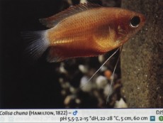 Sladkovodne akvarijske ribe  colisa chuna