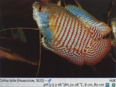 Sladkovodne akvarijske ribe  colisa lalia