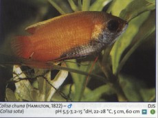 Sladkovodne akvarijske ribe  colisa sota