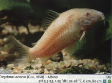 Sladkovodne akvarijske ribe  cory albino