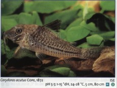 Sladkovodne akvarijske ribe  corydoras arcuatus