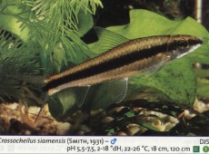 Sladkovodne akvarijske ribe  crossocelius siamensis