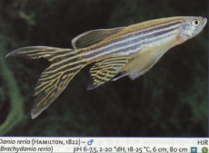 Sladkovodne akvarijske ribe  danio reiro dolg 