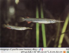 Sladkovodne akvarijske ribe  dermogenis pusila