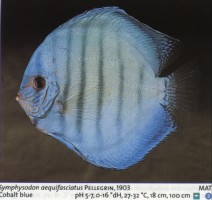 Sladkovodne akvarijske ribe  disk kobalt