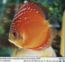 Sladkovodne akvarijske ribe  disk rdec