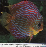 Sladkovodne akvarijske ribe  disk red roy