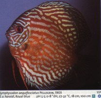 Sladkovodne akvarijske ribe  disk royal bl