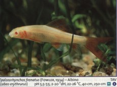 Sladkovodne akvarijske ribe  epal  albino