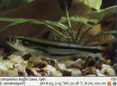 Sladkovodne akvarijske ribe  eutropelius buffei