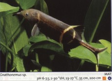 Sladkovodne akvarijske ribe  gnathonemus petersi