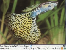 Sladkovodne akvarijske ribe  gup leopa