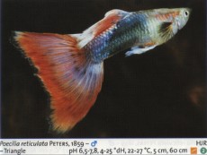 Sladkovodne akvarijske ribe  gup rdec crn