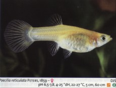 Sladkovodne akvarijske ribe  gup samica1