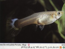 Sladkovodne akvarijske ribe  gup samica2