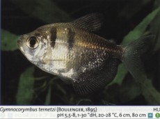 Sladkovodne akvarijske ribe  gymnocorybus terneci