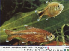 Sladkovodne akvarijske ribe  hasemania nana