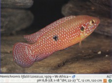 Sladkovodne akvarijske ribe  hemichromis lifalili