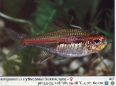 Sladkovodne akvarijske ribe  hemigrammus erythrozonus