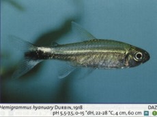 Sladkovodne akvarijske ribe  hemigrammus hyanuary