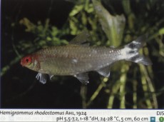 Sladkovodne akvarijske ribe  hemigrammus rhodostomus