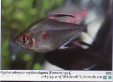 Sladkovodne akvarijske ribe  hyphessobrycon eryt
