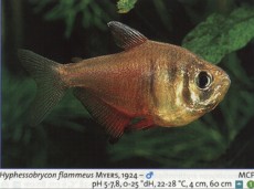 Sladkovodne akvarijske ribe  hyphessobrycon flammeus